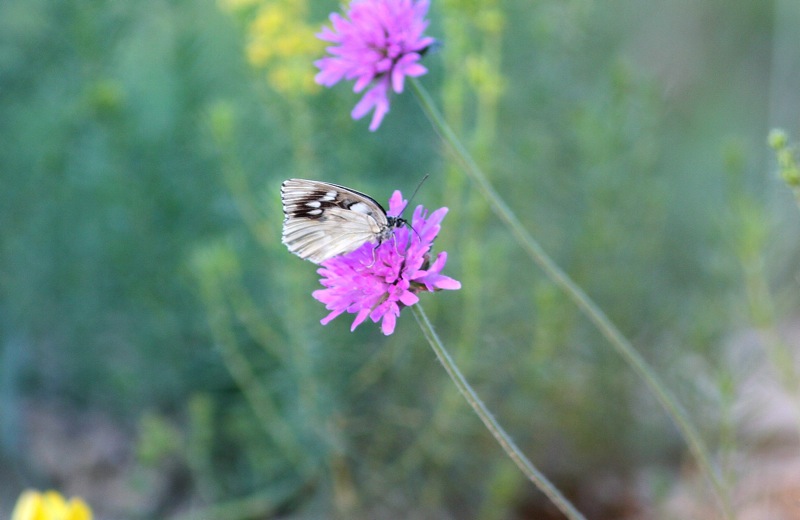 Melanargia galathea f. leucomelas